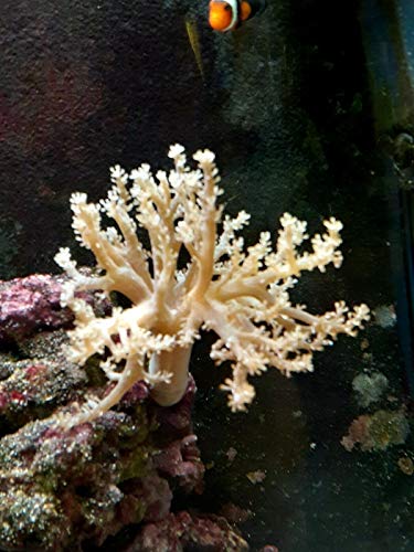 TruBlu Supply Live Saltwater Coral Frag - Kenya Tree Soft Leather - 1 to 3 Inch Free Floating Frags...