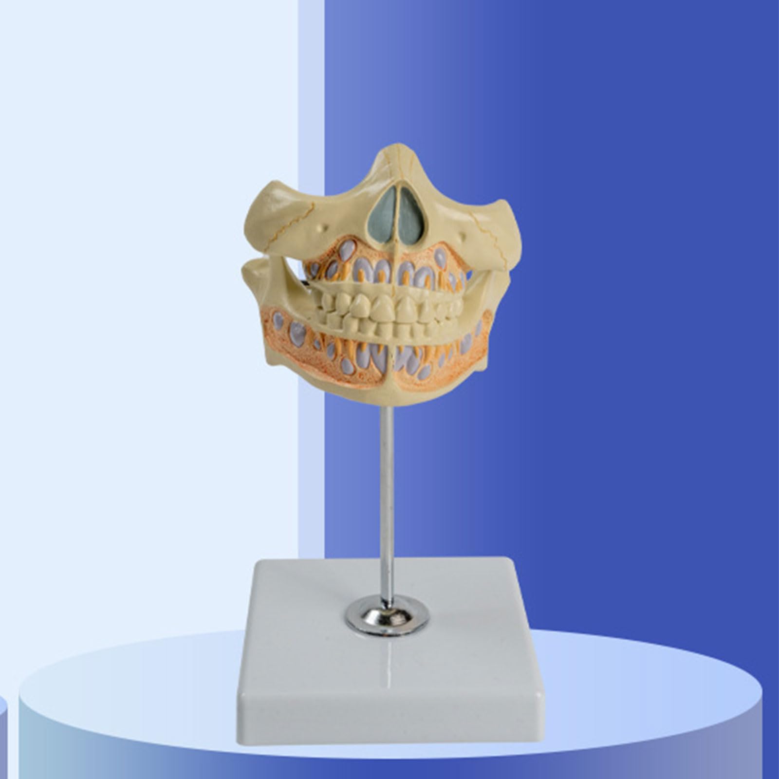 Modello di anatomia del dente permanente umano modello di dente per la scienza Dentista Odontoiatria Igiene Istruzione