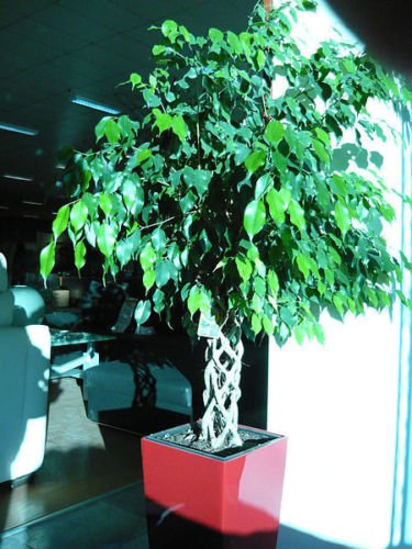 Ficus benjamina - Birkenfeige - 25 Samen : Amazon.de: Garten