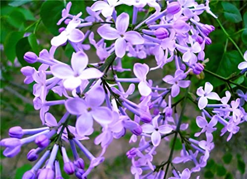 Louisecon 100+ Mixed Lilac Seeds - Non-Gmo - Purple Miniature Lilac Bushes Ready To Plant Outdoor - Yellow Lilac Fragrant Flowers Tree Seeds #TOP5