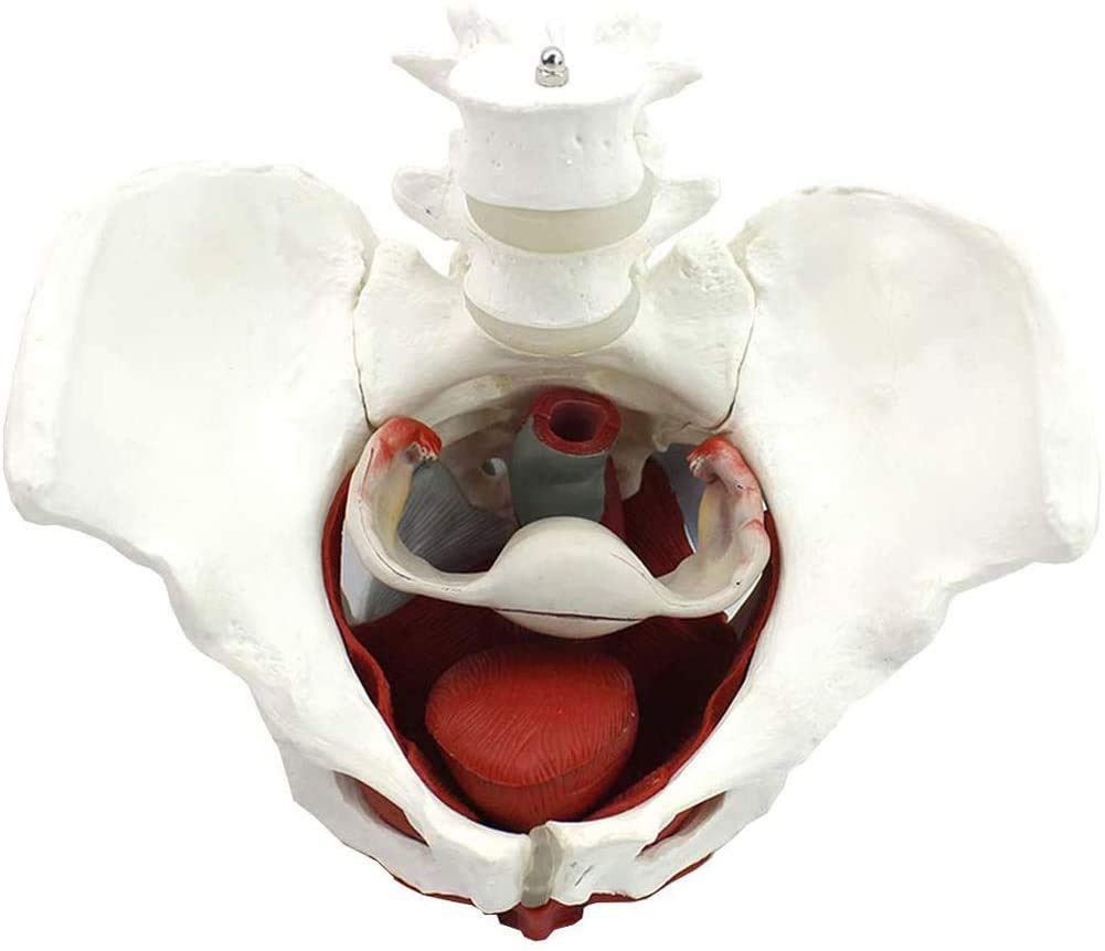 Ceinture Pelvienne Féminine Structure du Modèle des Muscles du Plancher Pelvien Bassin Modèle Anatomique Femme Médecin De Formation De Gynécologie