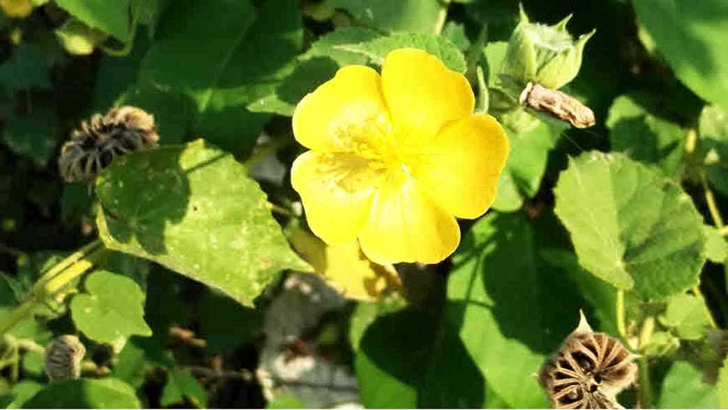 Plantzoin Indian mallow Kanghi Abutilon indicum Pedipedika 3 Months Old Live Plant (B09CMPMXGT) Amazon Price History, Amazon Price Tracker