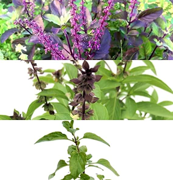 Seed Wala 3 Variety of Marwa Basil, Rama Tulsi, Krishna Tulsi Plant Seeds for home gardening( Combo of 3 types seeds) SEEDFF-05 (B0BJ9DP835) Amazon Price History, Amazon Price Tracker