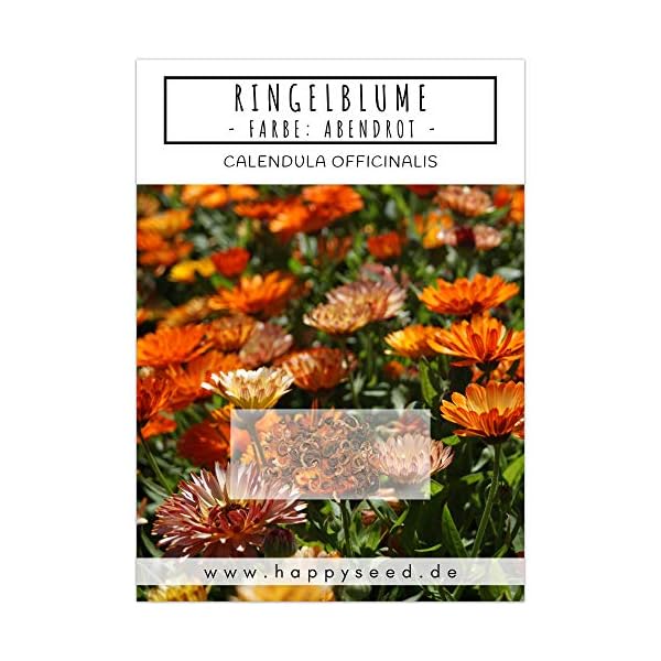 Ringelblumen Samen (Calendula Officinalis) - Vielseitige Heilpflanze mit essbaren Blüten & ideal für eine bunte… – Bild 3