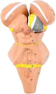 Brainstem Model -Human Brainstem Brain Stem Model and Nuclei of The Hypothalamus -3X Magnifying,4Parts,Medical Brain Anatomical Human Model for Medical Educational Training Aid