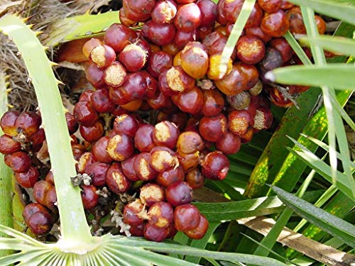 European Fan Palm Chamaerops humilis Baumsamen (Fast, Auffälliges, Hardy Evergreen) 5 - Image 3