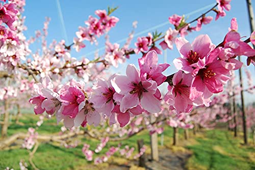 Image of Japanese Flower Momo (Peach) Seeds Pack