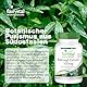 Fairvital | Kalmegh Extrakt 500 mg - 90 Kapseln 5-fach konzentrierter Extrakt aus dem Kalmegh-Blatt - für 3 Monate - qualitätsgeprüft und hoch dosiert - 100% vegan - Made in Germany