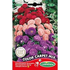 Germisem EC1510 Color Carpet Mix Chinese Aster Zaden 1 g