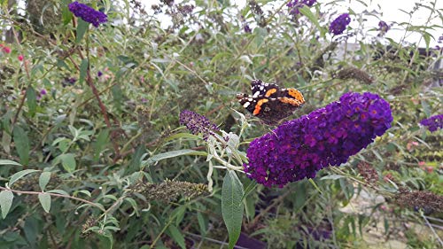 Buddleia davidii 'Black Knight' / Arbre aux papillons à fleurs pourpres/Conteneur de 3 à 4 litres
