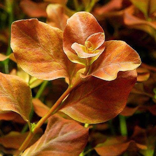 （水草）ルドウィジア オバリス（ミズユキノシタ）（水中葉）（無農薬）（６本） 北海道航空便要保温