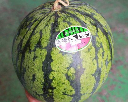 沖縄今帰仁すいか 1玉 約3～4kg 沖縄県産 フルーツ 果物 すいか スイカ 西瓜 ウォーターメロン お取り寄せ