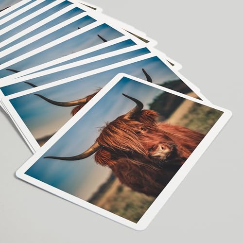 Baraja de 52 cartas tamaño póker con retrato vaca de las tierras altas miniatura 5