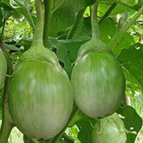 Thaise aubergine - 20 verse zaden - Solanum virginianum - Afbeelding 6