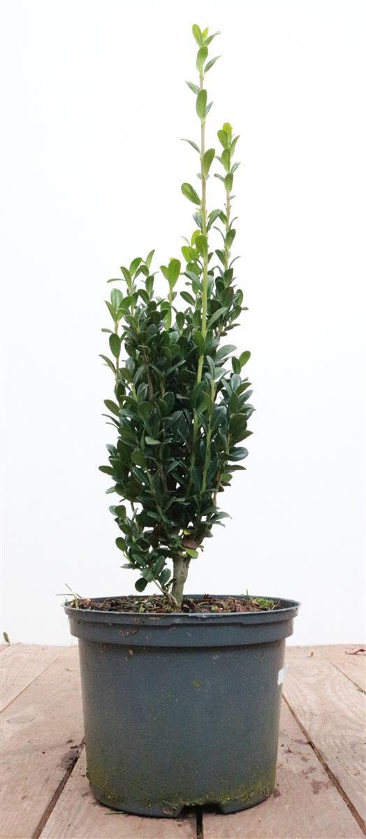 little giant thuja Thuja occidentalis 'Little Giant' ~ Little Giant Arborvitae – Glass Farm  Nursery main image 0