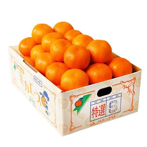 ~JG[X x12x x O݂ STCY Ii 3L (36O) OP݂ ݂т݂