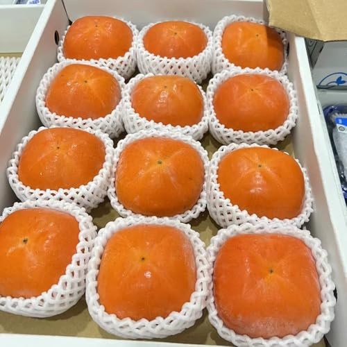 diospyros digyna semillas de caqui negro, resistentes al invierno para balcones budín de chocolate con zapote negro - caqui resistente - 35pcs