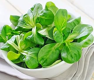 SeedsUA - Seeds Corn Salad Lamb's Lettuce Heirloom Vegetable for Planting Non GMO