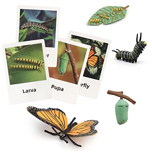 Montessori Life Cycle Animal Figures with Flash Cards, Realistic Animal Plant - Bild 69 von 71