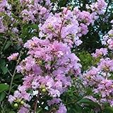 TriStar Plants - Crape Myrtle - Muskogee - Lagerstroemia Indica x Fauriei Muskogee, 1 Gallon Trade Pot, Pink, Purple, Flowering Crape Myrtle, Summer Blooms, Fast Growing Tree