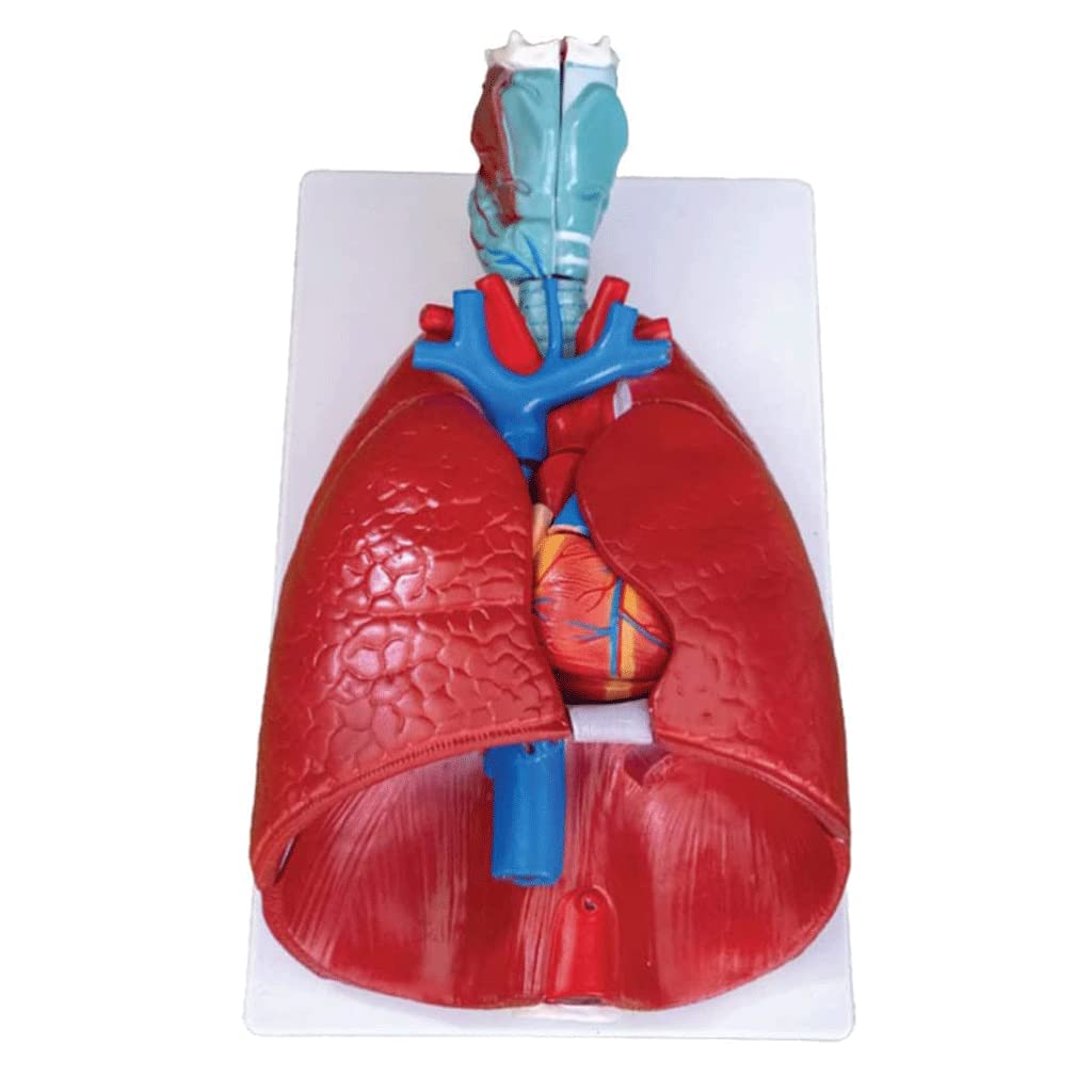 PAASHE Respiratory System Model Human Body Model Anatomy Model 7 Larynx Cardiopulmonary Structure Teaching Medical Models