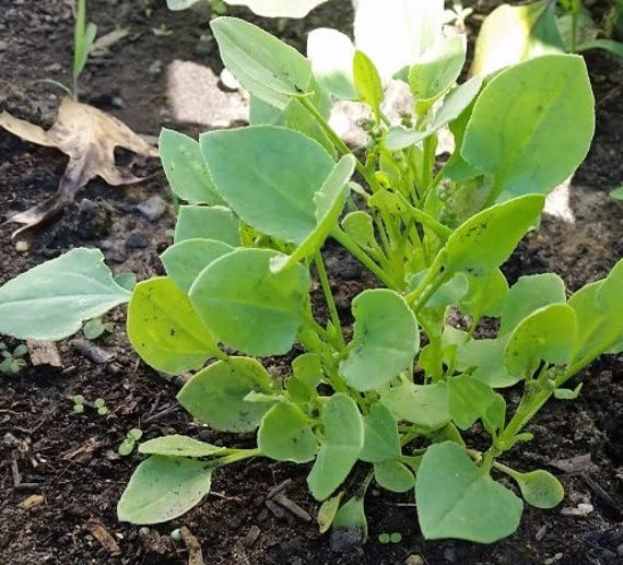 Chukka Vegetable_Pack of 15 seeds (B0BLF2NWDK) Amazon Price History, Amazon Price Tracker