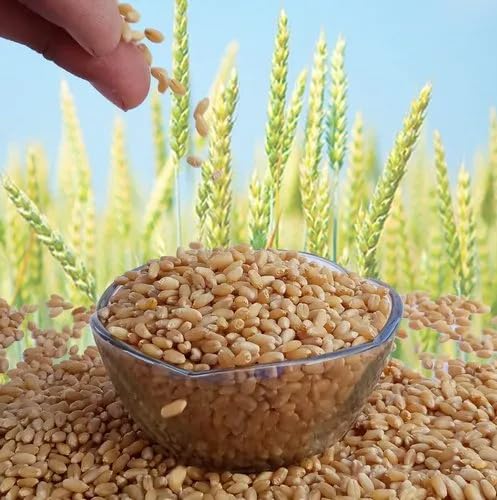 Image of Organic Sarbati Wheat Grains Seeds (5 Kgs) | For Farming, Sowing & Agriculture Use | Produce of India | 100% Natural & Non-GMO | By Eywa
