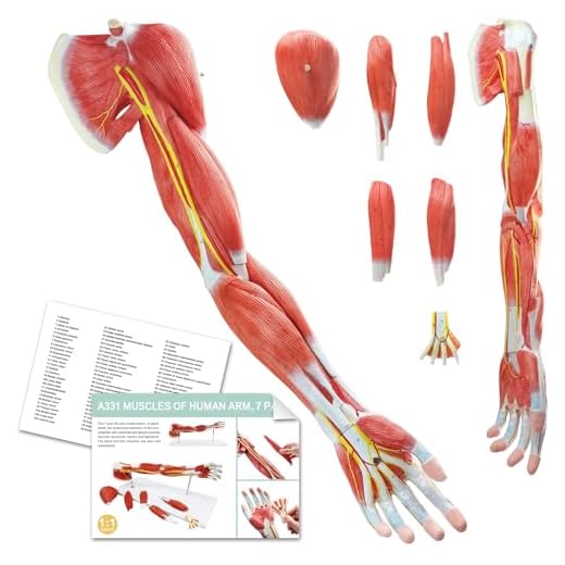 Anatomical Human Muscular Arm Model