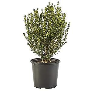 Shrub Wintergreen Boxwood 2.5 Qt, 1 Gallon, Green Foliage