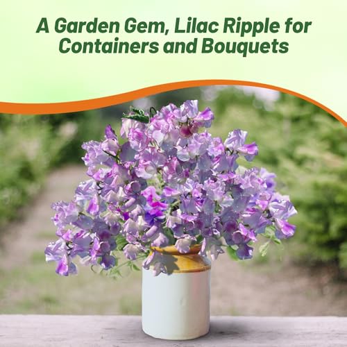 Outsidepride Bicolor Lilac Ripple Sweet Pea Seeds - 100 Pcs Annual, Easy to Grow, Vine Seeds for Planting Fragrant, Long-Lasting Flowers with Free-Flowering Habit & Tall Size for Vertical Gardens by Outsidepride - Used condition - Image 6