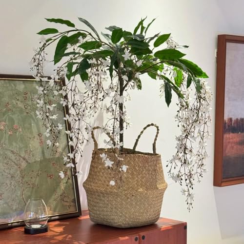 jasminsamen zimmer deko garten indoor balkon 50pcs