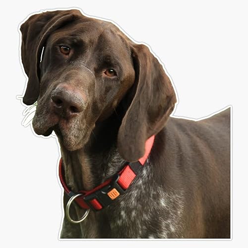 Calcomanía de vinilo brillante con puntero alemán de pelo corto, 5 pulgadas