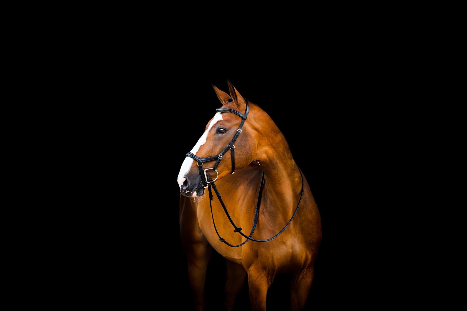 Micklem2 Deluxe Competition Bridle Poney Noir filet harnachement cuir