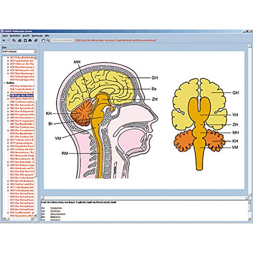 Sistema nervoso e trasmissione delle informazioni Parte II, CD-ROM interattivo