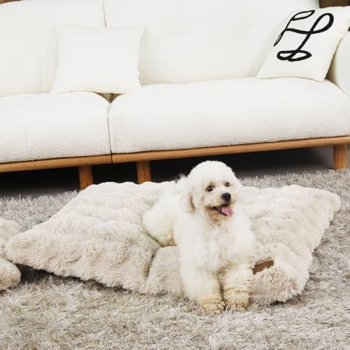 BingoPaw pxbh ^ ^ 􂦂 ~  v K ϋv ʋC x[W ybgxbh NbV łjȂ h ʔN ybg}bg g