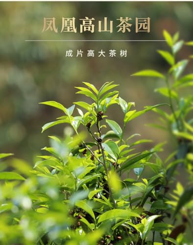 Phoenix Dancong Oolong de tradition torréfaction forte boîte de 500g - 3