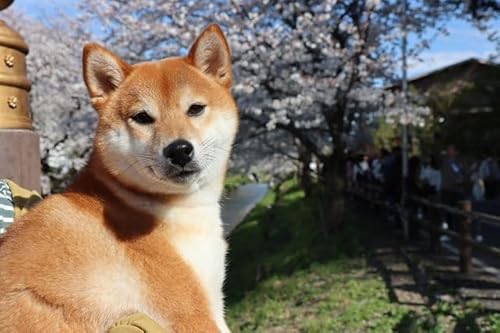 ỹ|XgJ[hzČCN^Ẽ}Voƍ̗tnKLRphoto by MIRO