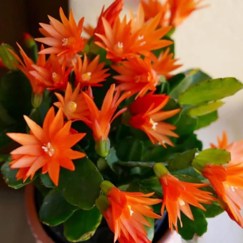 Orange Easter Cactus Plants Live, Starter Holiday Cactus Plant for Indoor Outdoor Houseplants, False Christmas Thanksgiving Cactus Like, Cold Hardy, 5-9" in Tall, No Pot