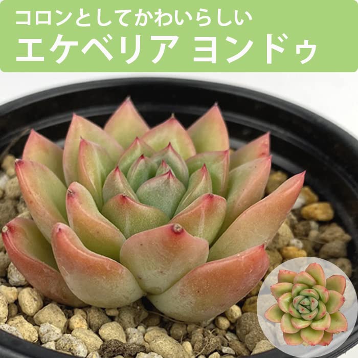 Amazon.co.jp: 多肉植物 エケベリア ヨンドゥ9cm ポット