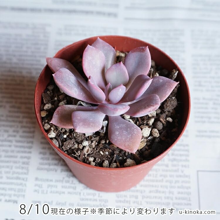 Amazon｜パープルクイーン 7.5cmポット 多肉植物 グラプトベリア