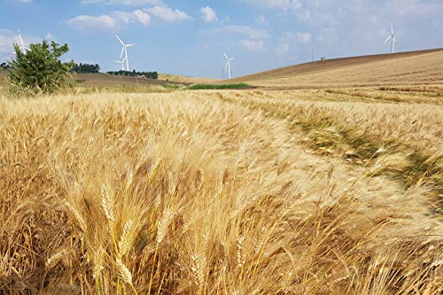 Birra Baladin Nazionale Ambrata 12 x 33 cl