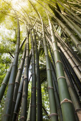 Riesen Bambus Riesenbambus Giganteus Samen  Dendrocalamus, Mehrjhrig,  Winterhart Fr Mitteleuropisches Klima