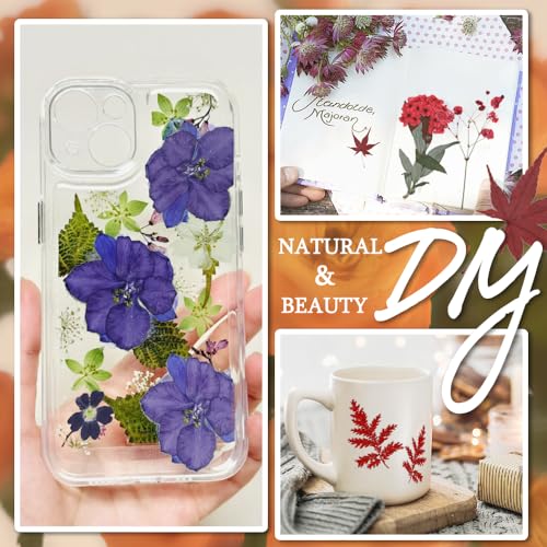 Set de 82 flores secas prensadas naturales miniatura 3