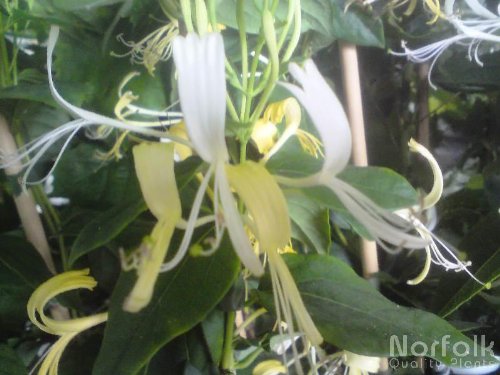 Honeysuckle - Lonicera similis var. delavayi : Amazon.co.uk