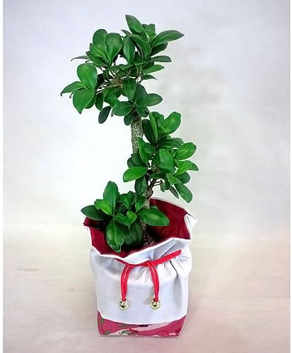 Amazon ロイヤルガストロ 敬老の日限定 幸せを呼ぶ木 ガジュマル巾着包み 5号 観葉植物 ロイヤルガストロ 観葉植物 通販