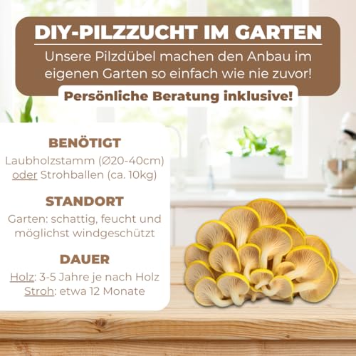 Hawlik Pilzbrut - das Original - Limonenpilz als Dübel-Brut zum selber züchten - kinderleicht frische Pilze ernten - 20 Pilzdübel für die Zucht auf Holz, Stroh und Kaffeesatz