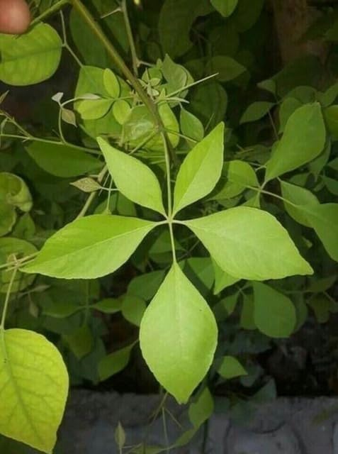 Bilva Patra Live Bel Tree Sacred Puja Plant with Green Foliage Ideal for Courtyard Temple Gardening and Natural Herbal Growth pack of 1