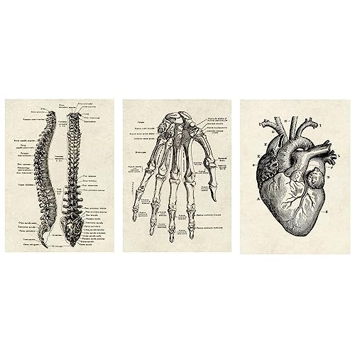 CTForest 3 Stück Anatomie Poster, Vintage Stil Wanddekoration Abbildung von Herz, Handflächen und Wirbelsäule, Sammlung von Platten mit ästhetischer Collage für Innendekoration(Kein Rahmen)