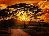wandmotiv24 Fototapete Afrika Sonnenuntergang Größe: 350 x 260 cm Wandbild, Motivtapete, Vliestapete KTk1