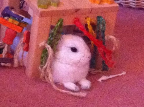 timali activity zone rabbit toy